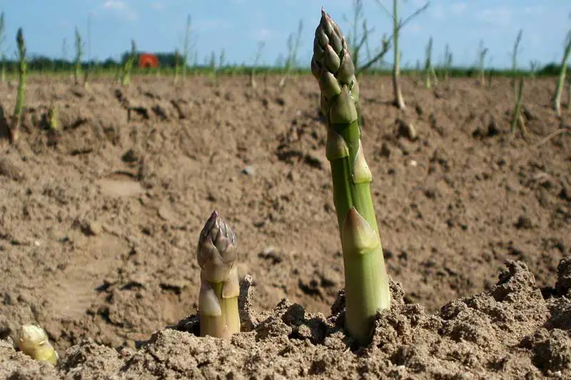 Grüner Spargel Anbau