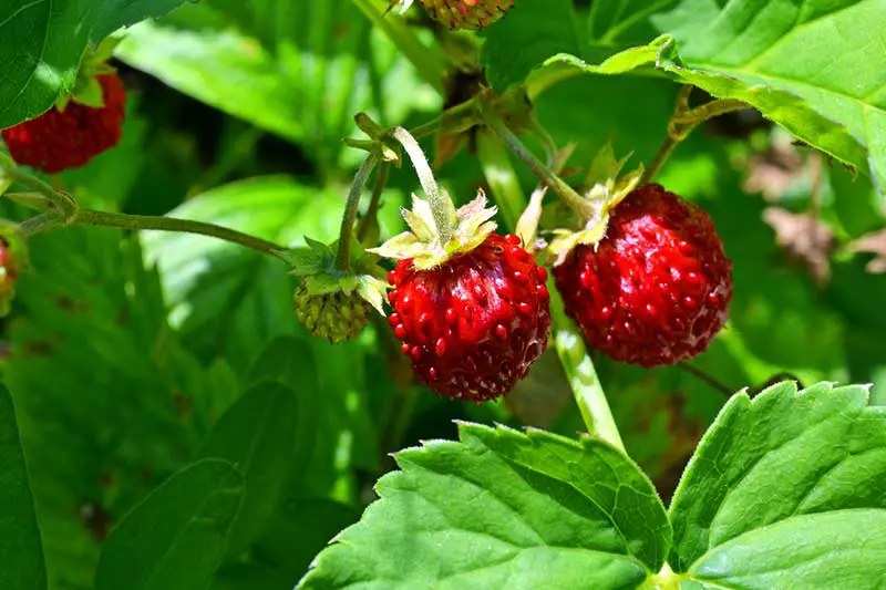 immertragende Walderdbeeren