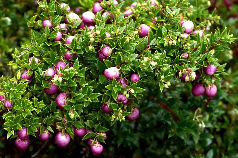 Cranberry Sorten chilenisch