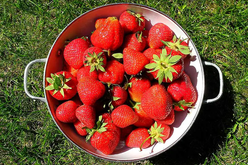 Erdbeeren ernten