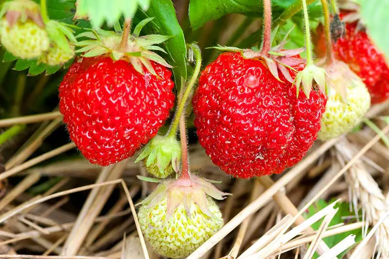 Erdbeeren Pflege