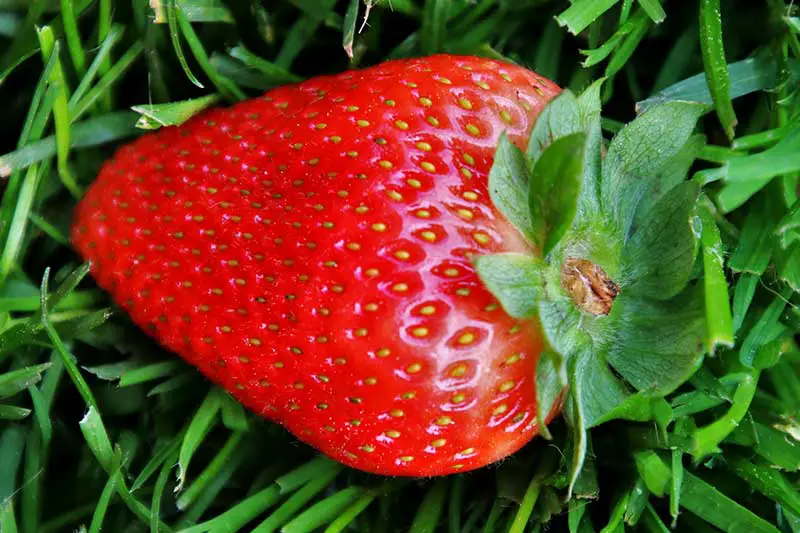 Erdbeeren anbauen pflanzen ernten