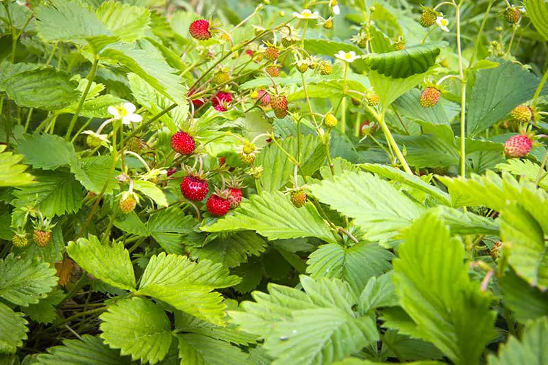 Erdbeeren Ertrag