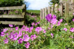 Gartentipps Gartenpflege Juli