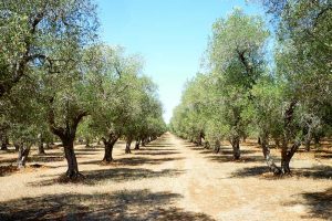 Millionen von Vögeln sterben wegen unserem Olivenöl