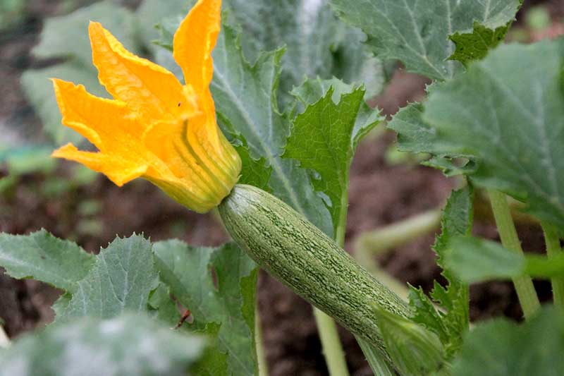 Zucchini anbauen säen pflanzen ernten lagern