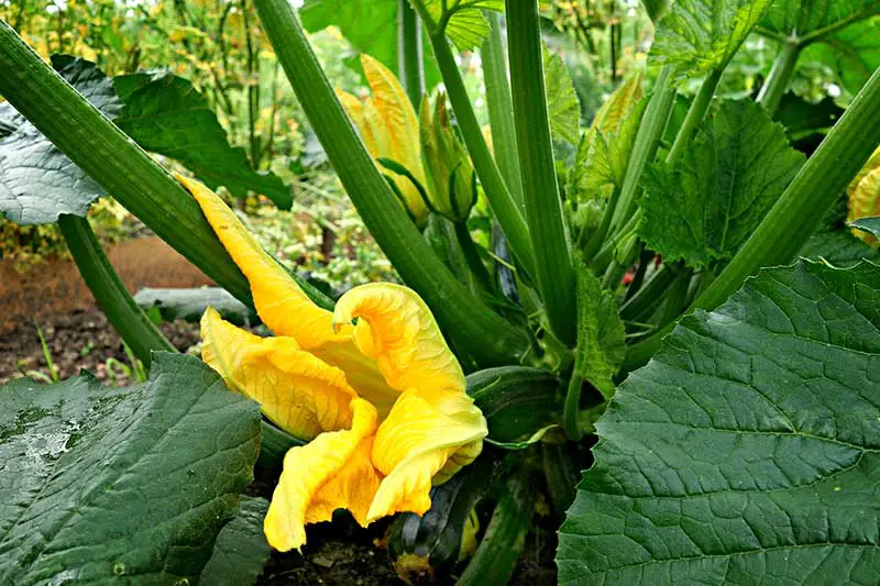 Zucchiniblüten