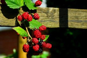 Gartentipps Gartenpflege September