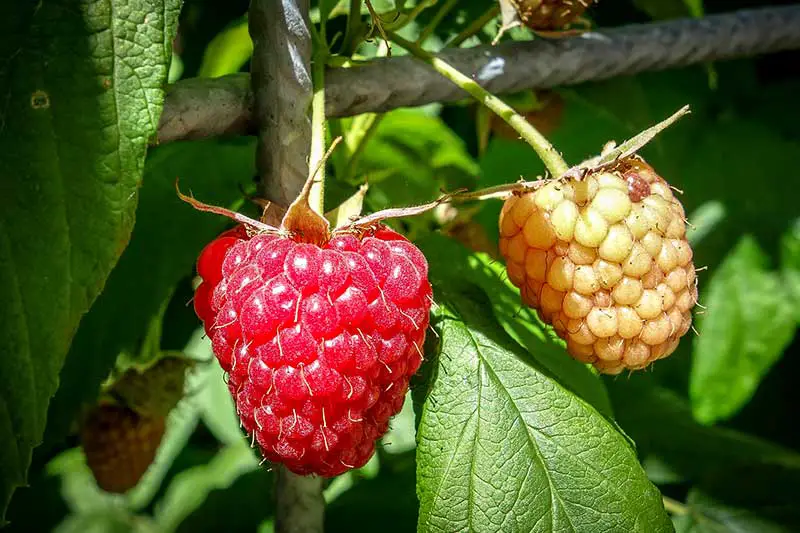 Himbeeren Sorten