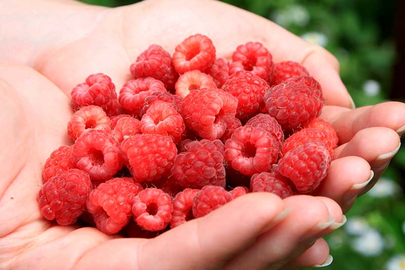 Himbeeren ernten