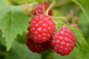 Himbeeren anbauen pflanzen pflegen ernten