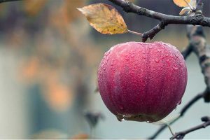 Warum Bio-Äpfeln besser sind