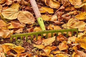 Gartentipps und Gartenpflege im Oktober