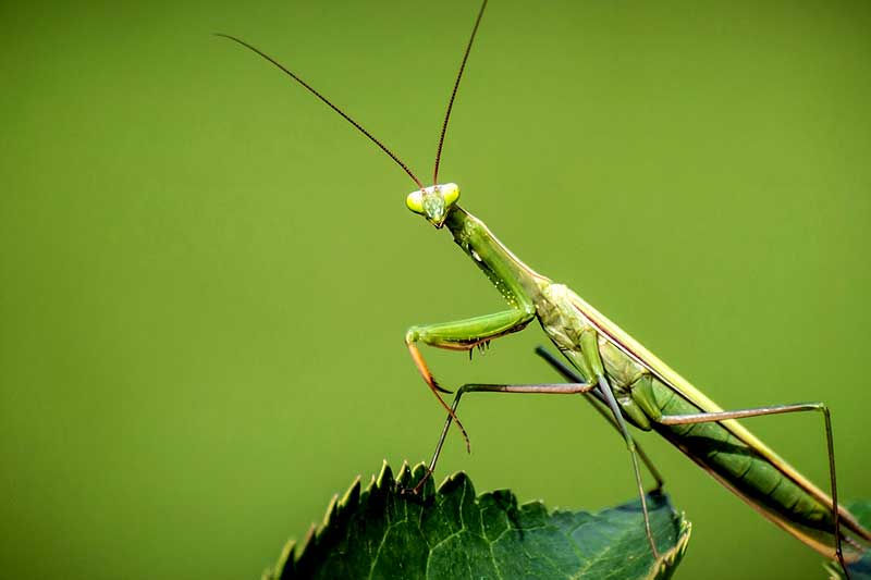 Der Insektenmarkt wird boomen