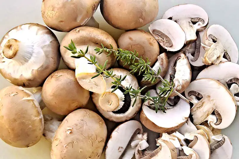 Champignons einfrieren