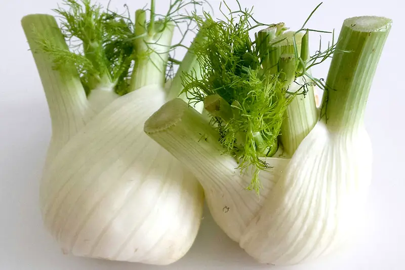 Fenchel roh essen