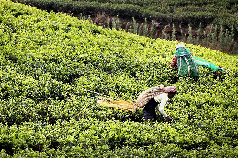 Tee-Plantagen-Arbeiter müssen hungern und sind krank
