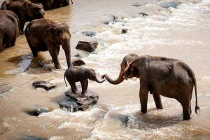 Elefanten-Paradies in Thailand