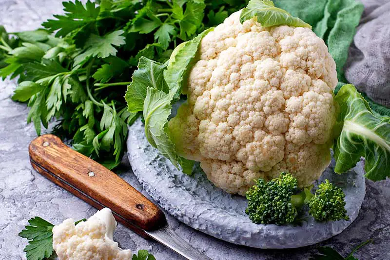 Blumenkohl roh essen