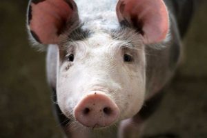 9 von 10 Fleischstücken stammen aus tierschutzwidriger Haltung