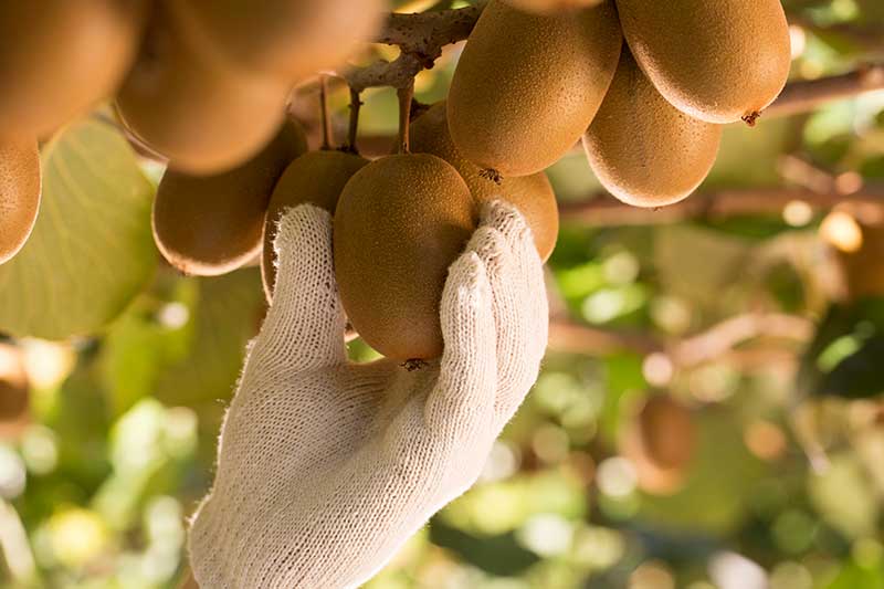 espri wird zum Vorreiter für Nachhaltigkeit im Kiwi-Geschäft