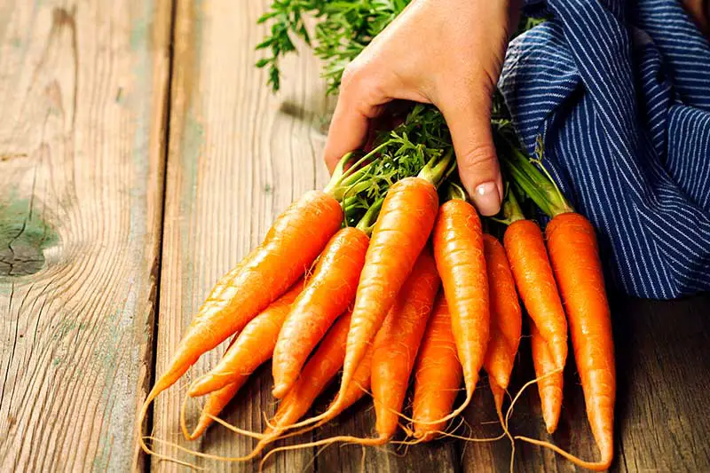 Vitamin A in den Karotten stärkt den Zahnschmelz