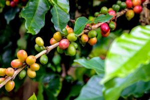 Wilder Kaffee schützt Regenwälder