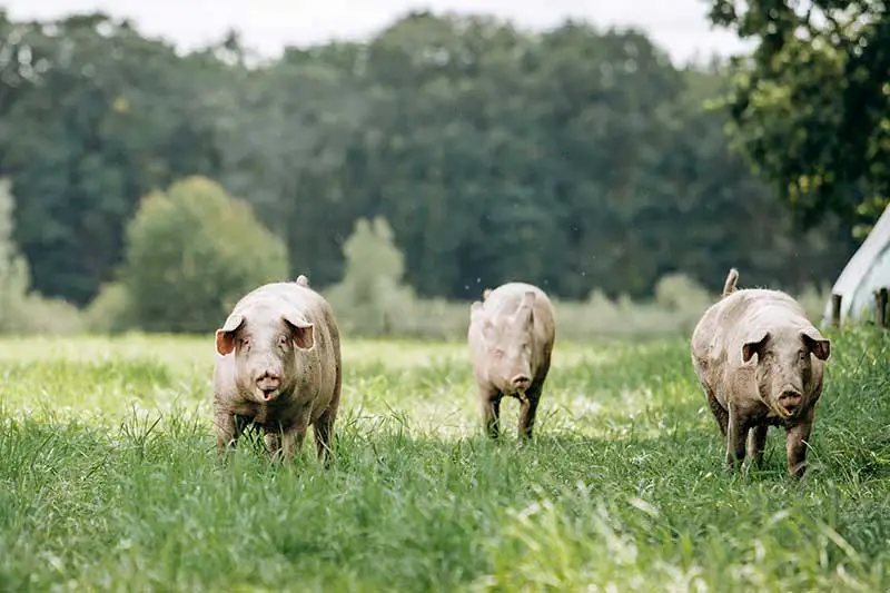 Schweinezucht Tierwohl