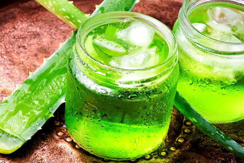 Warum Aloe Vera trinken gesund ist 