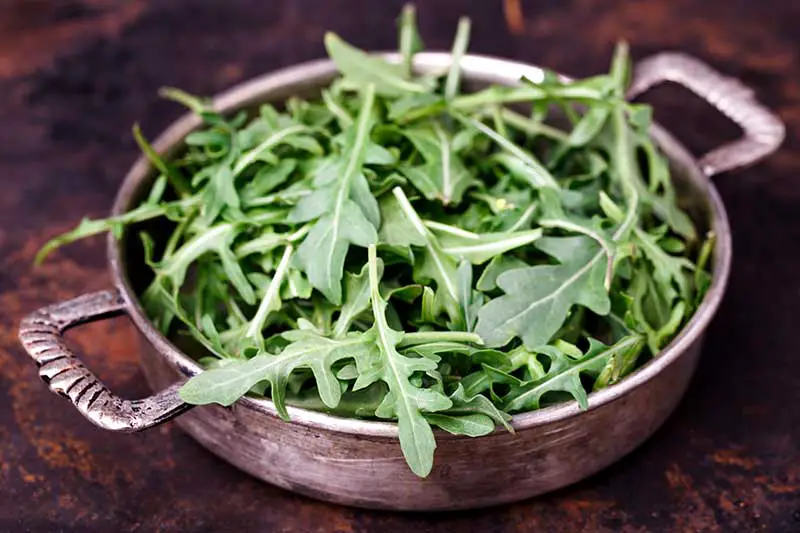 Rucola Bitterstoffe