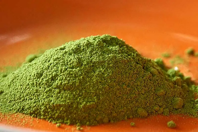 Moringa Pulver