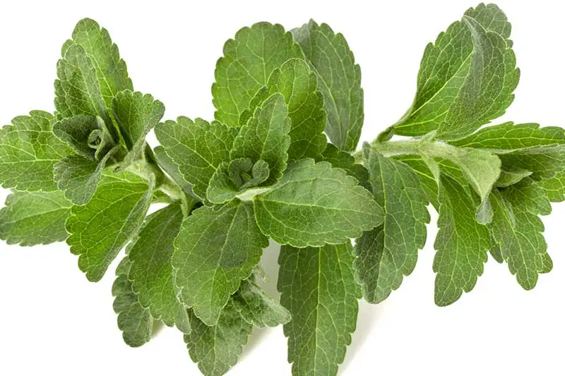 Stevia