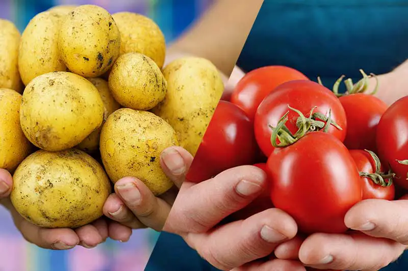 Tomoffel – oben Tomaten, unten Kartoffeln anbauen - WirEssenGesund