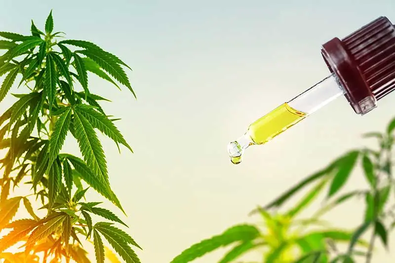 CBD Cannabis Öl zum Einschlafen