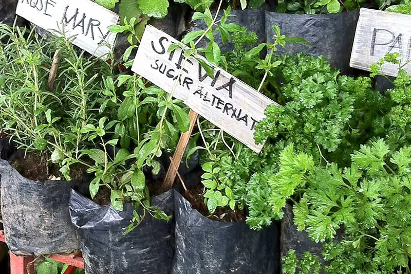 Stevia anpflanzen
