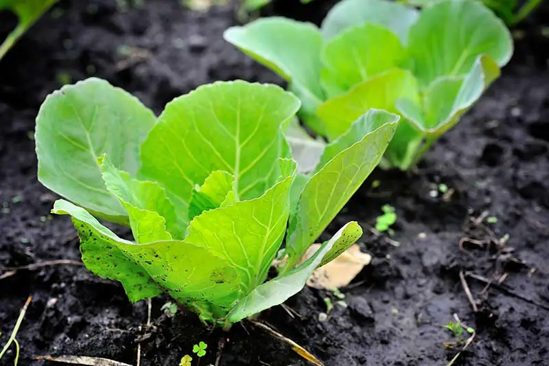 frischen Spitzkohl einfrieren