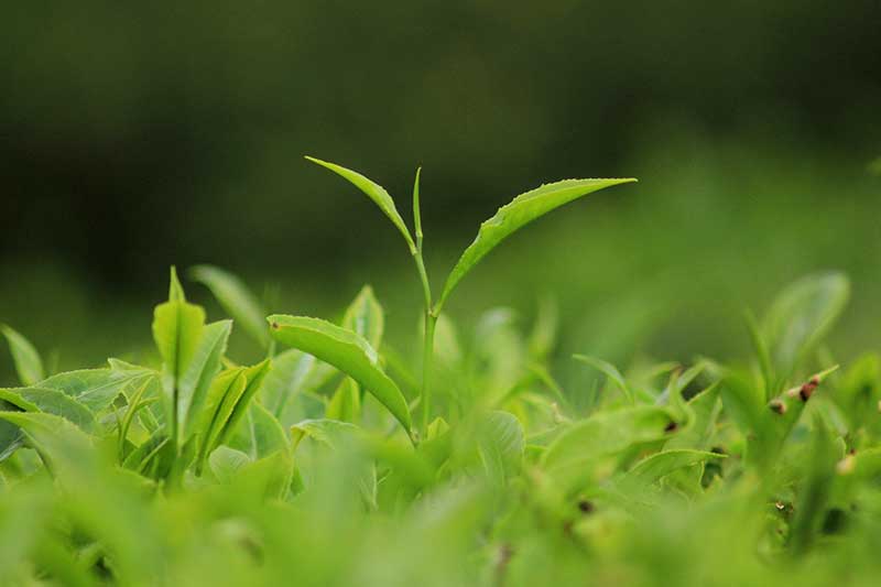 Darjeeling Teepflanze aus dem Himalaya.