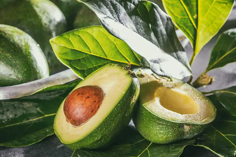 Detox Avocado