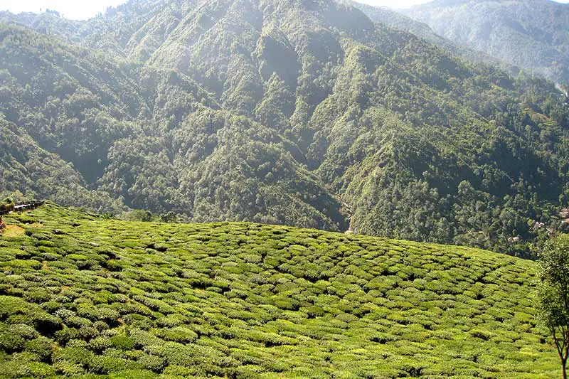Teegarten in der Region Darjeeling in Indien.
