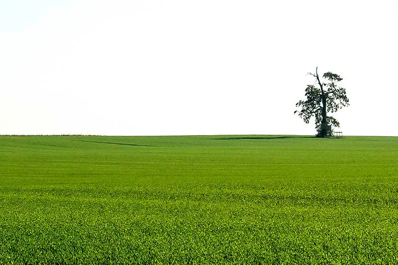 So sieht die Zukunft des Fleisches aus