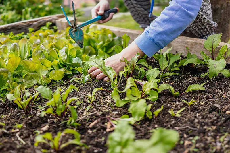 Hochbeet bauen: Vermeide diese 3 Fehler