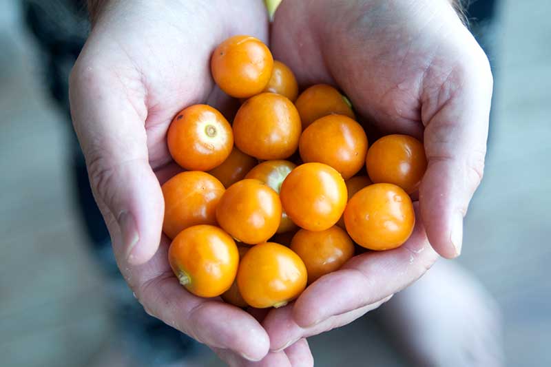 Physalis sind klebrig – ist das ungesund?