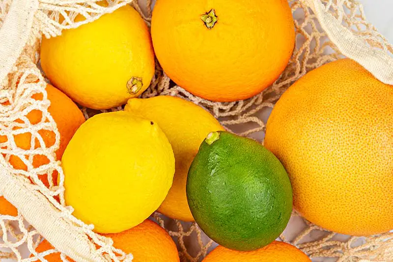 Vitamin C Zitrusfrüchte