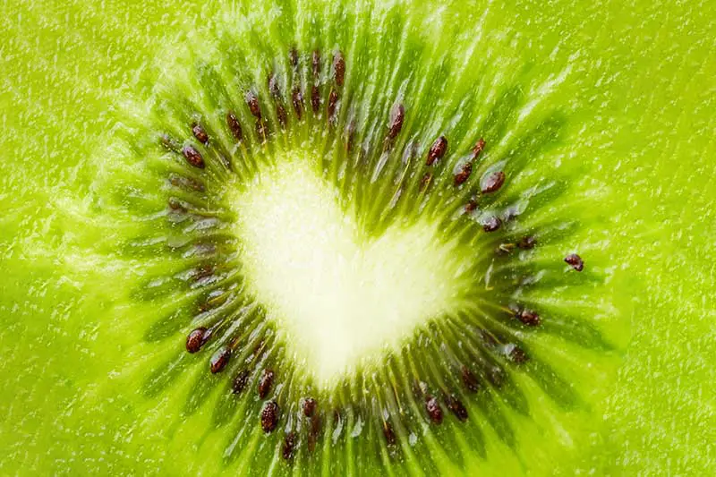 Kiwi Baustein für ein starkes Immunsystem