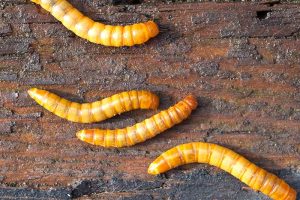 EU gibt gelben Mehlwurm als erstes Speiseinsekt zum Verzehr frei