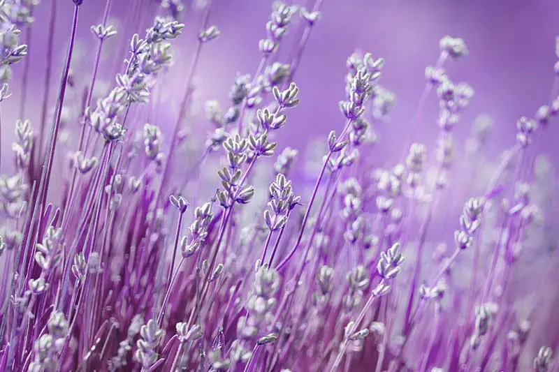 Wie uns Lavendel beruhigt