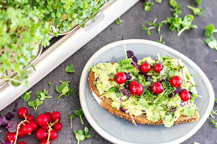 Microgreen-Guacamole Rezept