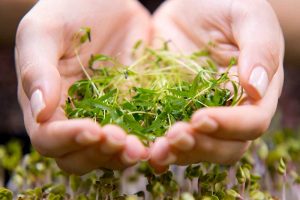 Warum sollten wir mehr Microgreens essen?