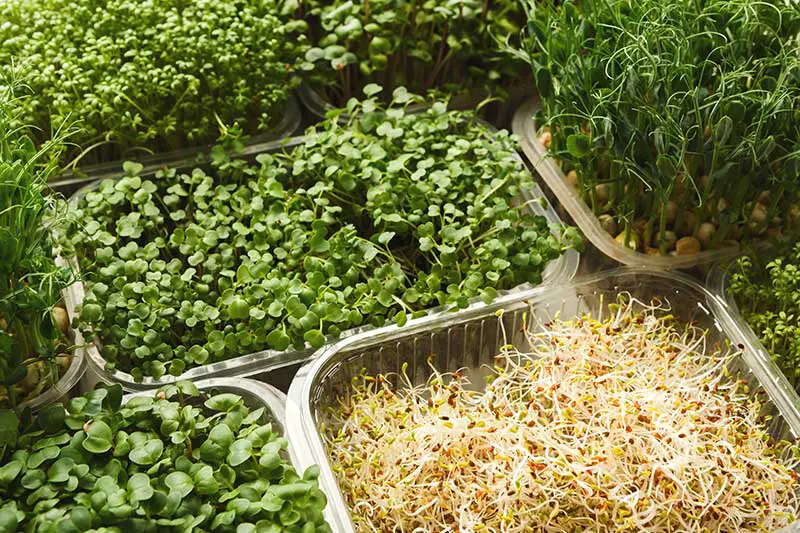 Microgreens selbst anbauen