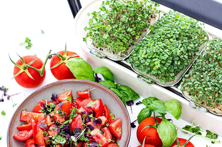 Microgreens selbst anbauen ingarden